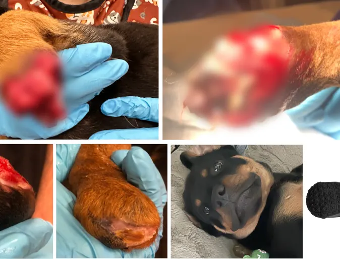 Photo collage of Maximus's paw injuries